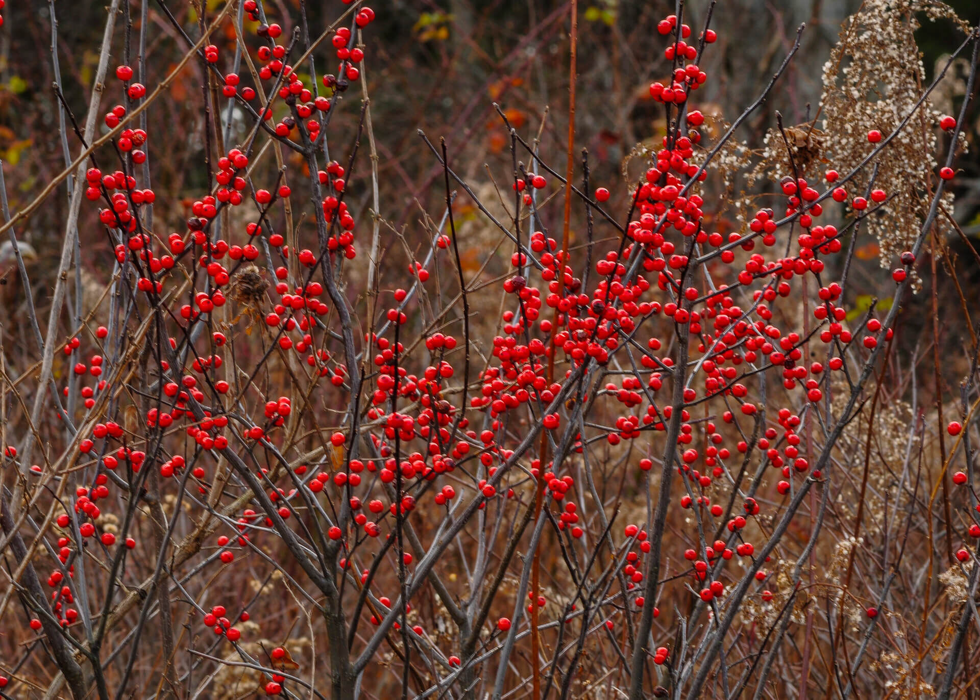 Ein winterlicher Strauch der sommergrünen Stechpalme (Ilex verticillata) mit leuchtend roten Beeren auf kahlen Zweigen. Der Hintergrund zeigt eine natürliche, herbstlich-braune Landschaft, die die kräftigen Farben der Beeren hervorhebt.