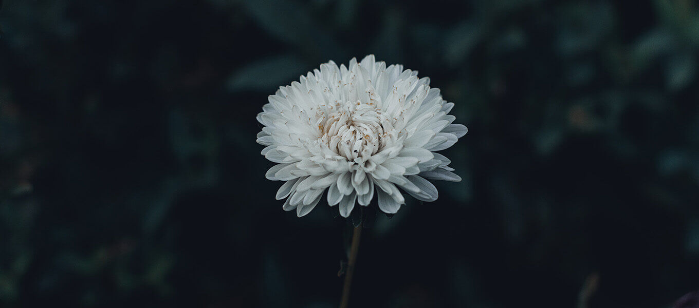 Eine weiße Blüte Sommerraster vor einem dunklen Hintergrund