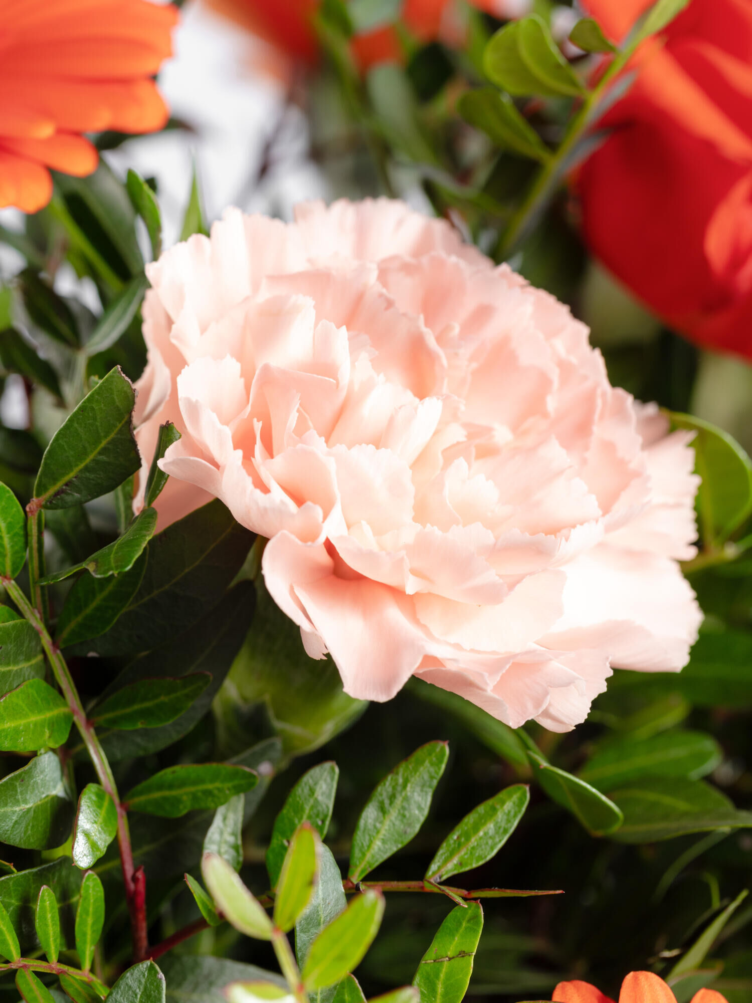 Strauß der Woche - Hauptblüte: Germini, Nelken, Rosen - Hauptfarbe: Apricot, Orange