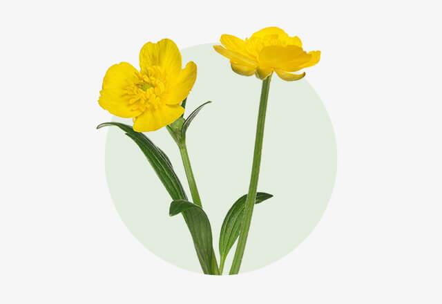 Scharfer Hahnenfuß Zwei leuchtend gelbe Blüten des Scharfen Hahnenfußes mit schmalen, grünen Blättern.