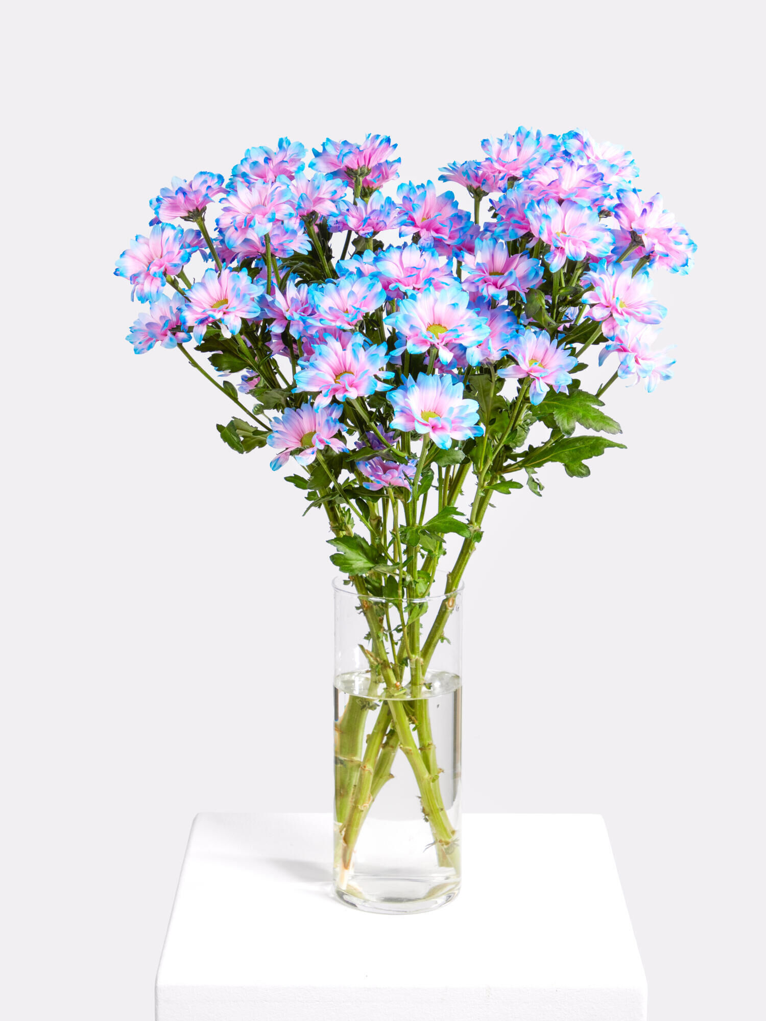 Bubble-Gum - Hauptblüte: Chrysanthemen - Hauptfarbe: Pink, Violett