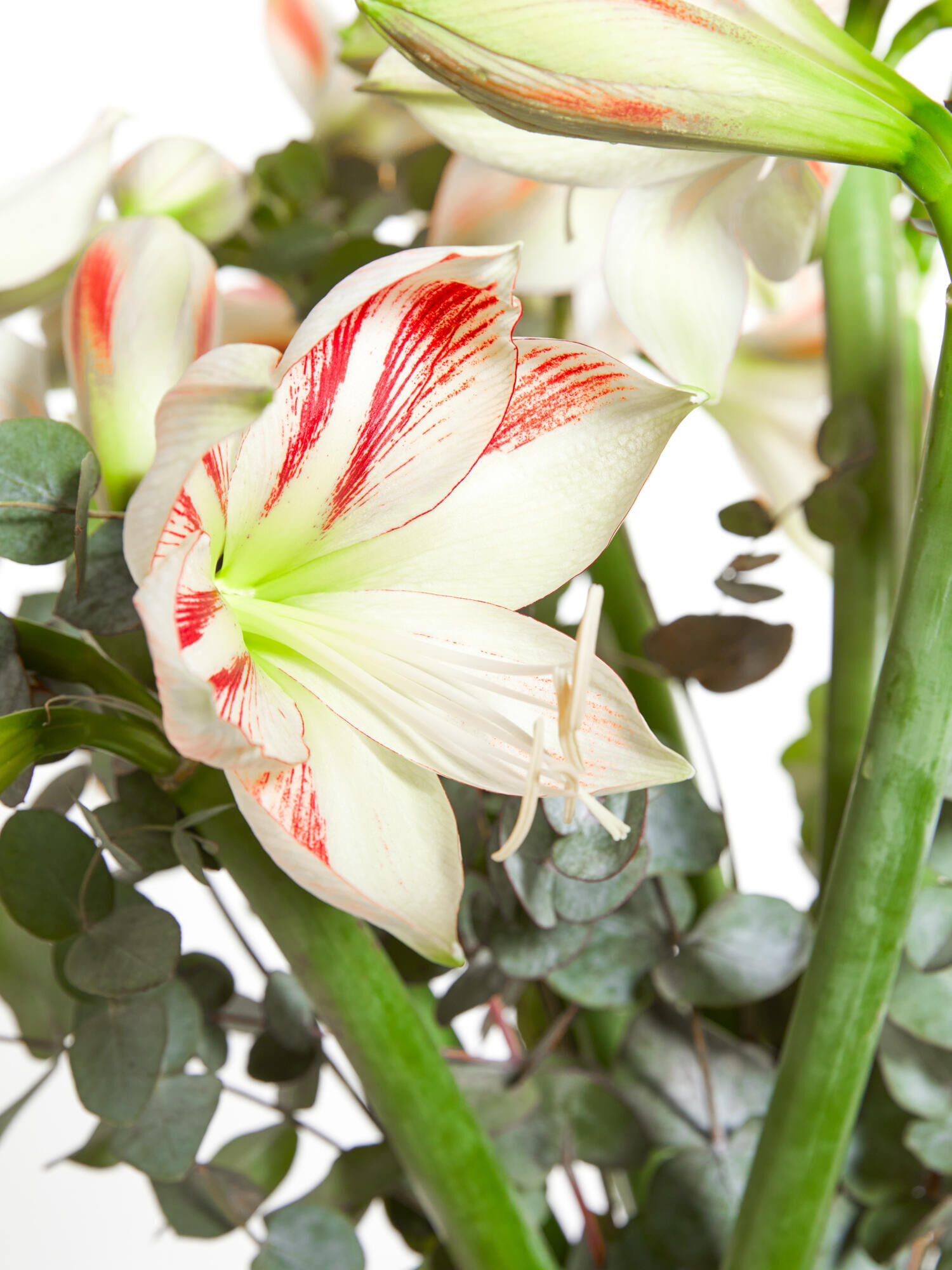 Sternenhimmel - Hauptblüte: Amaryllis - Hauptfarbe: Weiß
