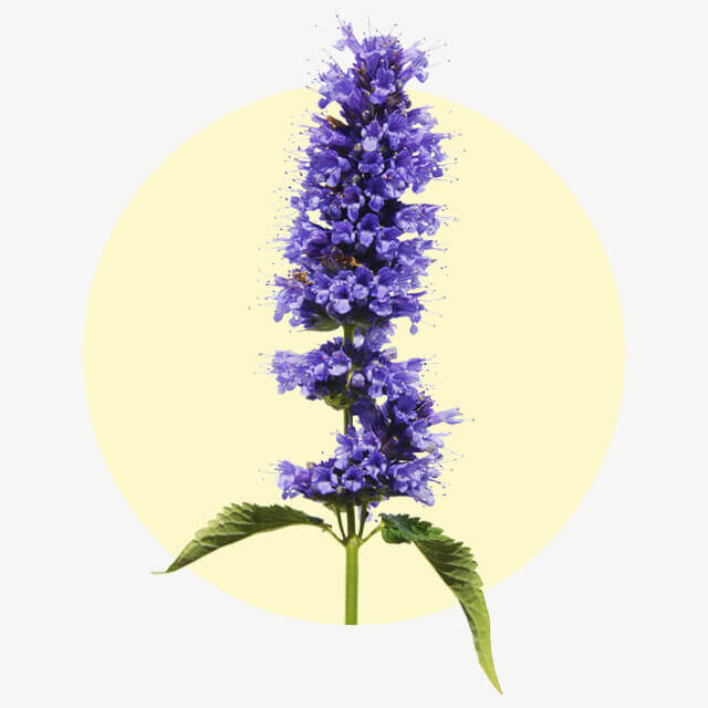 Aufrecht stehende, violettblaue Blütenähre der Duftnessel vor hellem Hintergrund.