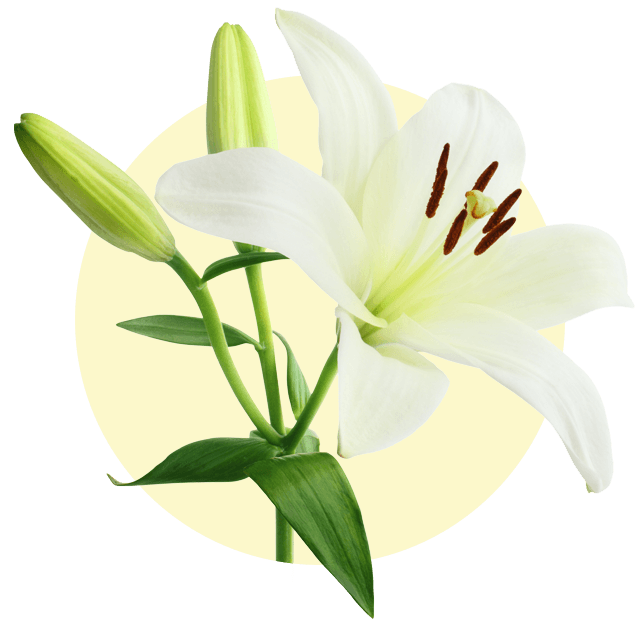 Weiße Lilienblüte mit geöffneten Blütenblättern und grünen Knospen vor hellem Hintergrund.