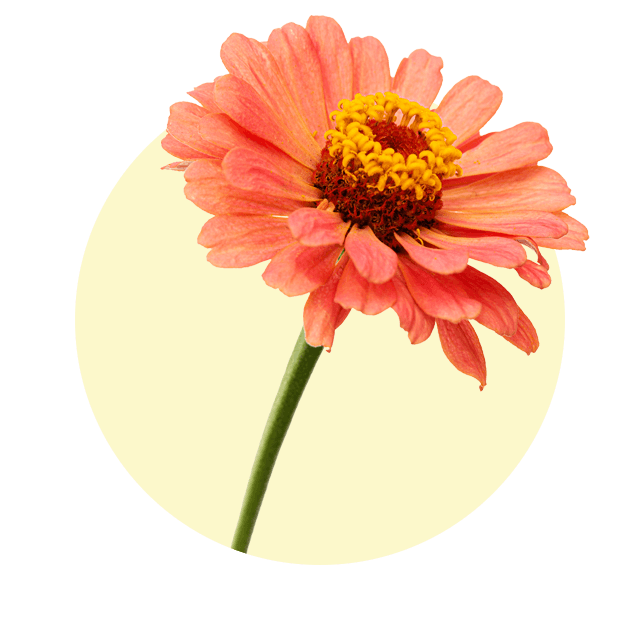 Einzelne, orange-rosa Zinnienblüte mit gelber Mitte vor hellem Hintergrund.