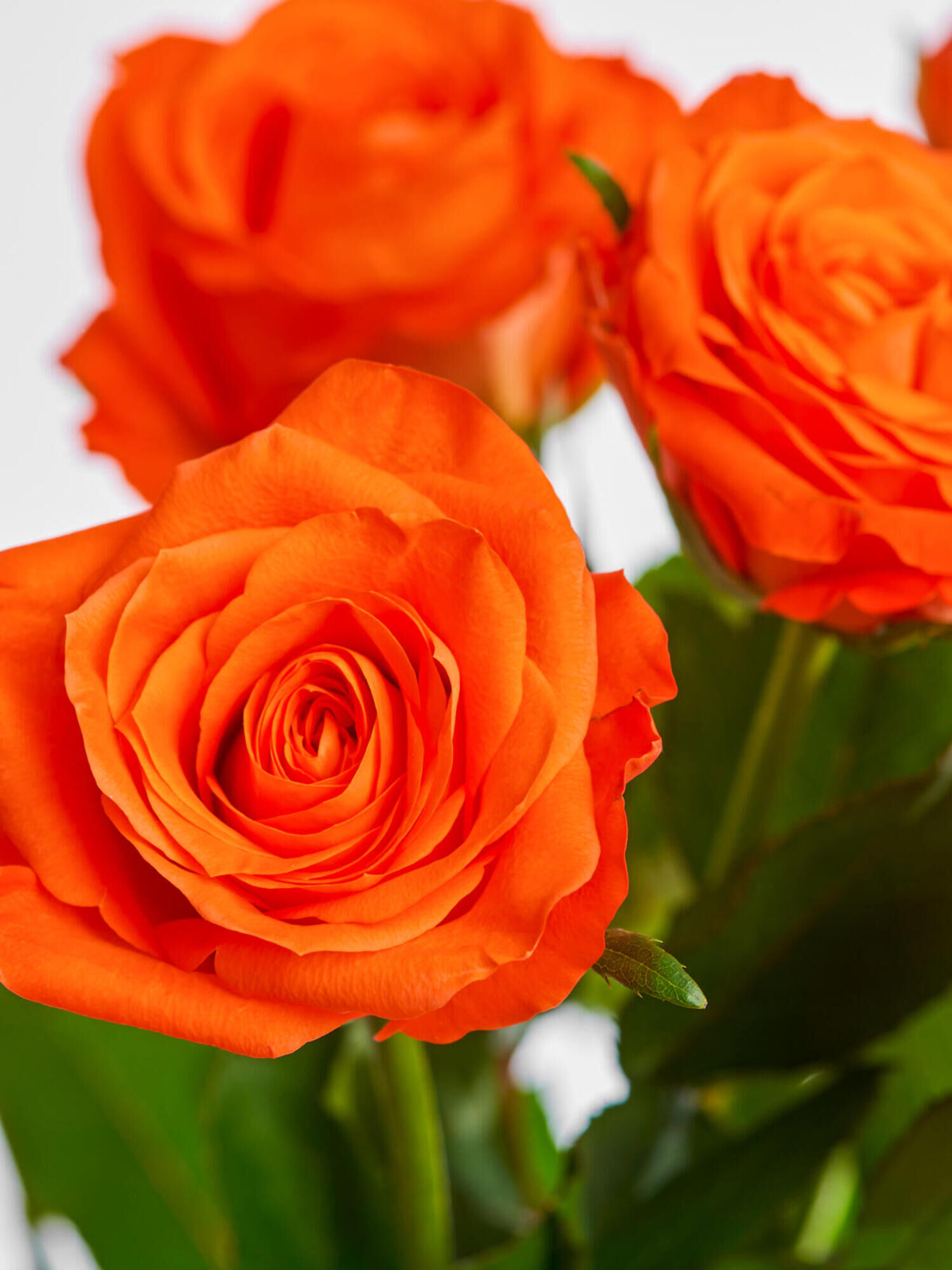 Miss Apricot - Hauptblüte: Rosen - Hauptfarbe: Orange