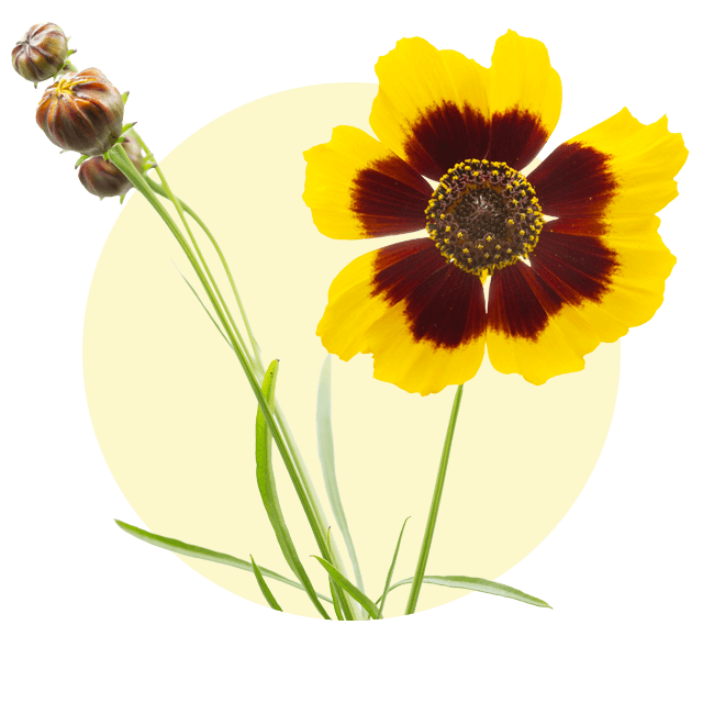 Gelbe Mädchenaugenblüte mit braunrotem Blütenzentrum vor hellem Hintergrund.