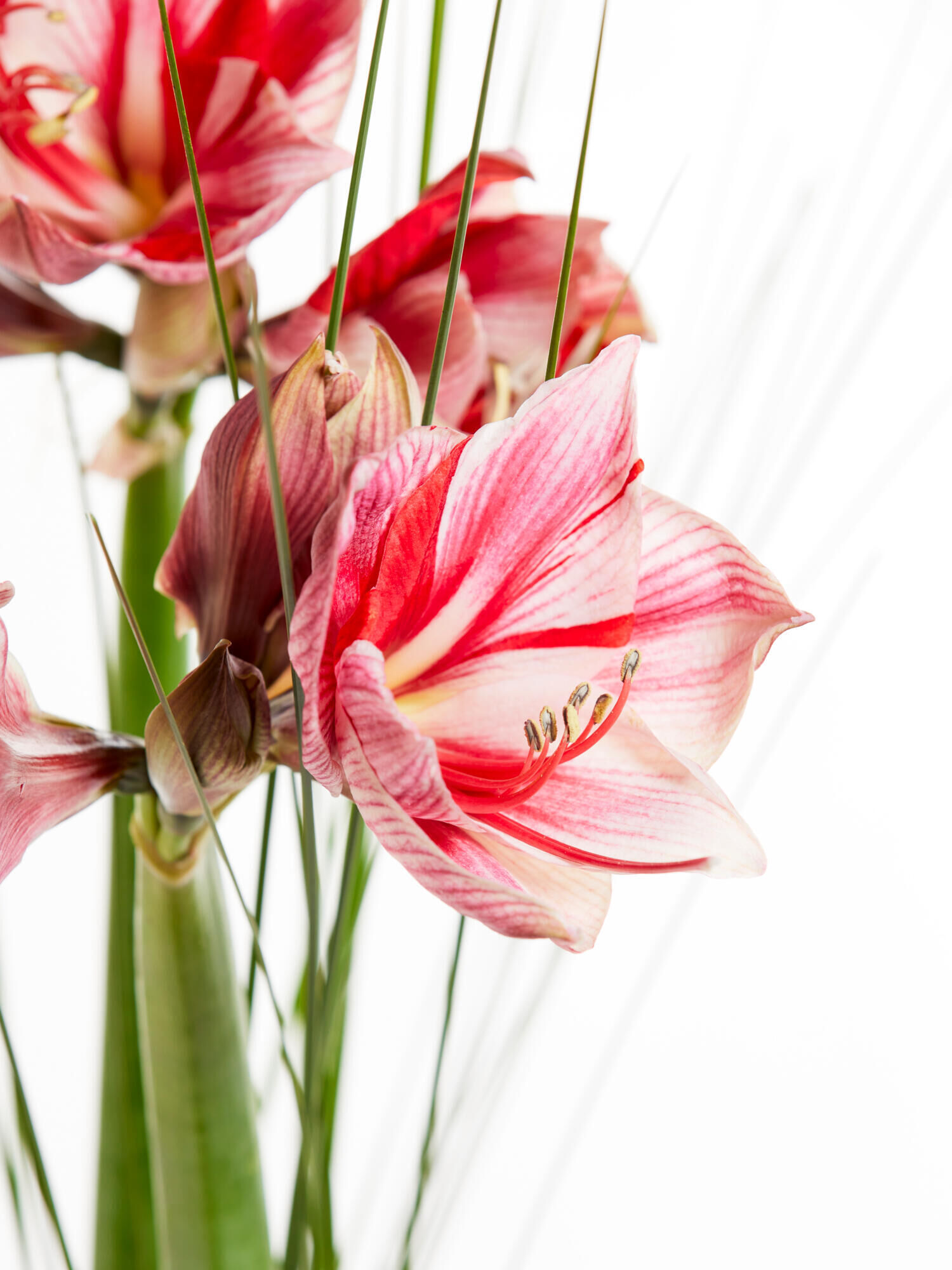 Winterfreuden Winterfreuden - Hauptblüte: Amaryllis - Hauptfarbe: Pink, Rosa