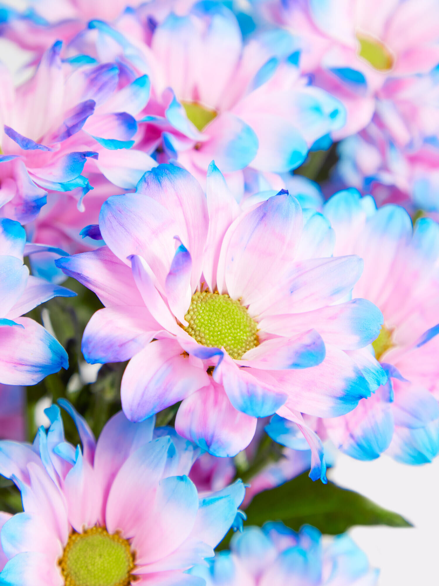 Bubble-Gum - Hauptblüte: Chrysanthemen - Hauptfarbe: Pink, Violett