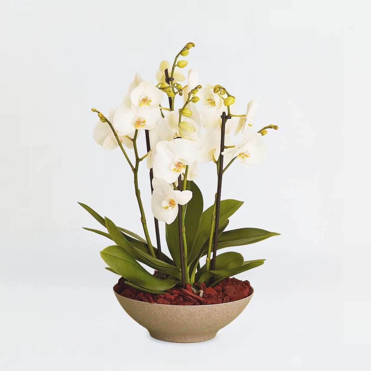 Arrangement of orchids