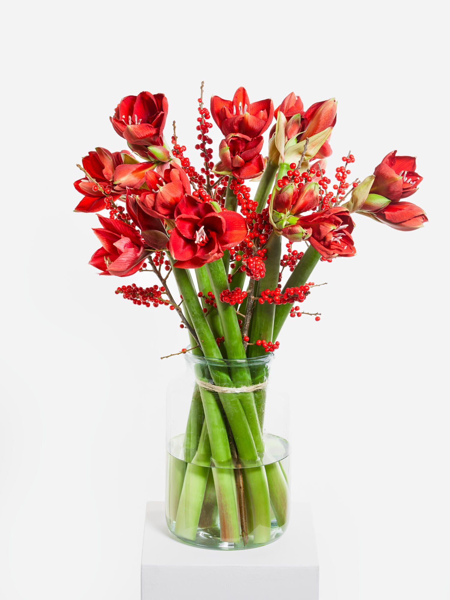 Red Amaryllis Dream