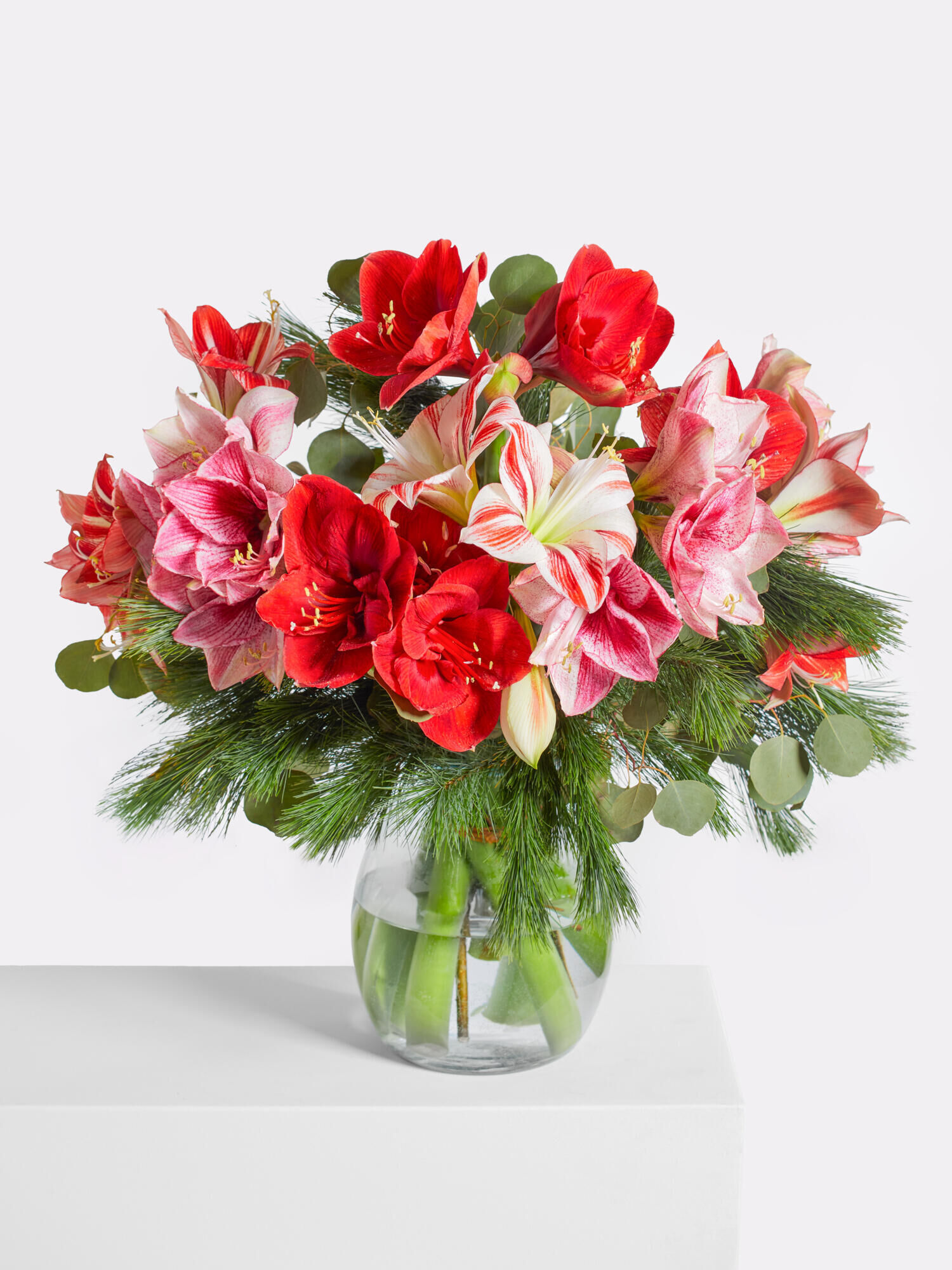 Frozen Dream - Main Colors: PINK, RED, ROSE - Main Flowers: AMARYLLIS