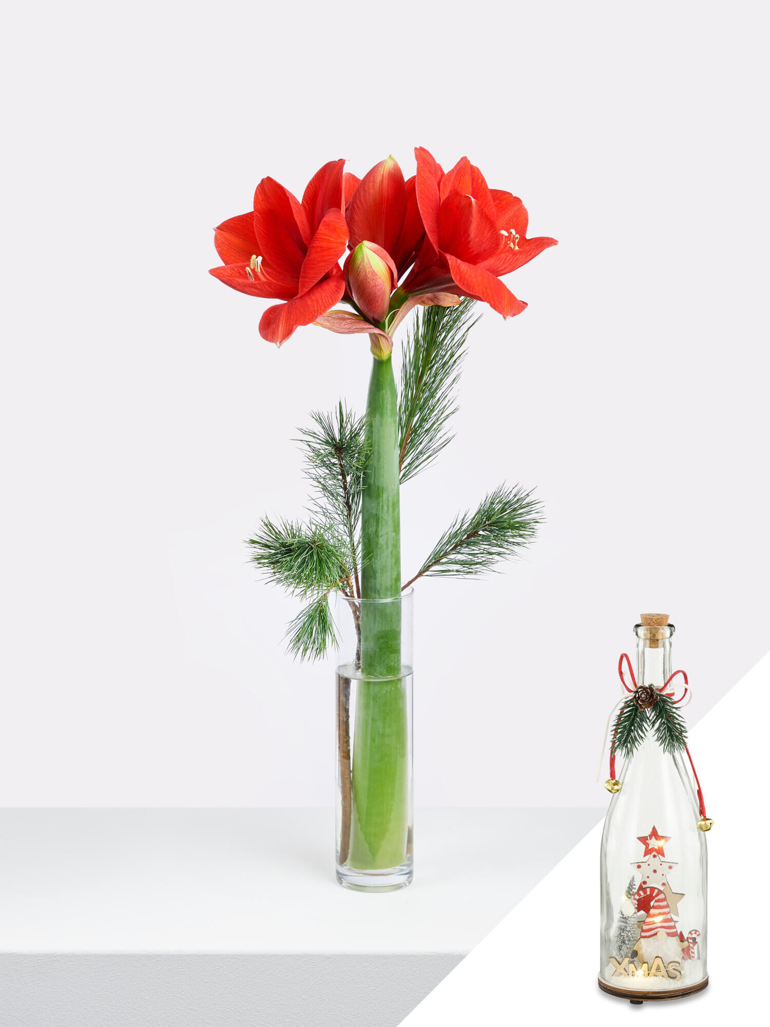 Christmas Dream - Hauptblüte: Amaryllis - Hauptfarbe: Rot