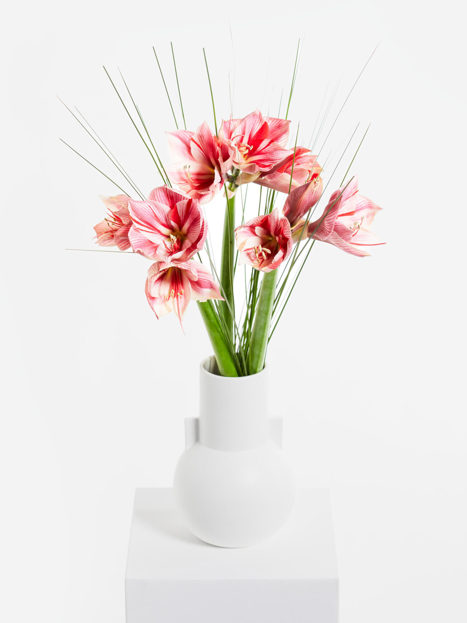 Winterfreuden - Hauptblüte: Amaryllis - Hauptfarbe: Pink, Rosa