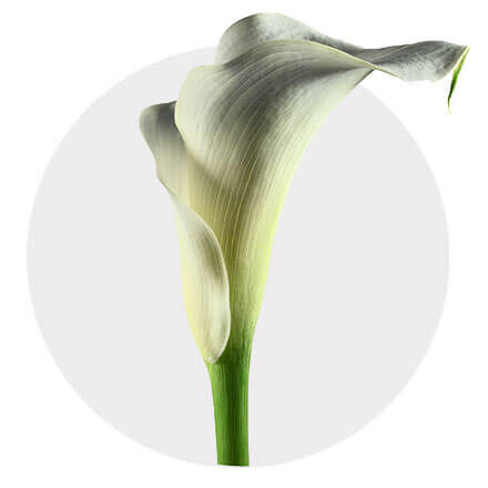 Blüte einer Calla in Weiß