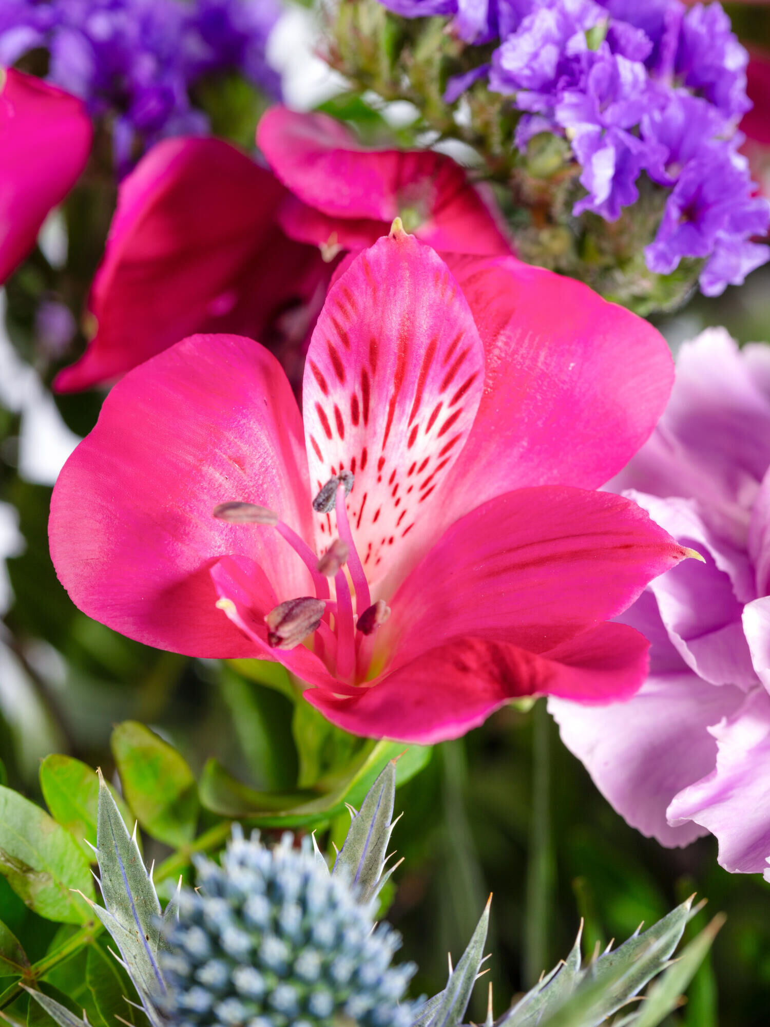 Strauß der Woche - Hauptblüte: Alstromerien, Nelken - Hauptfarbe: Pink, Violett