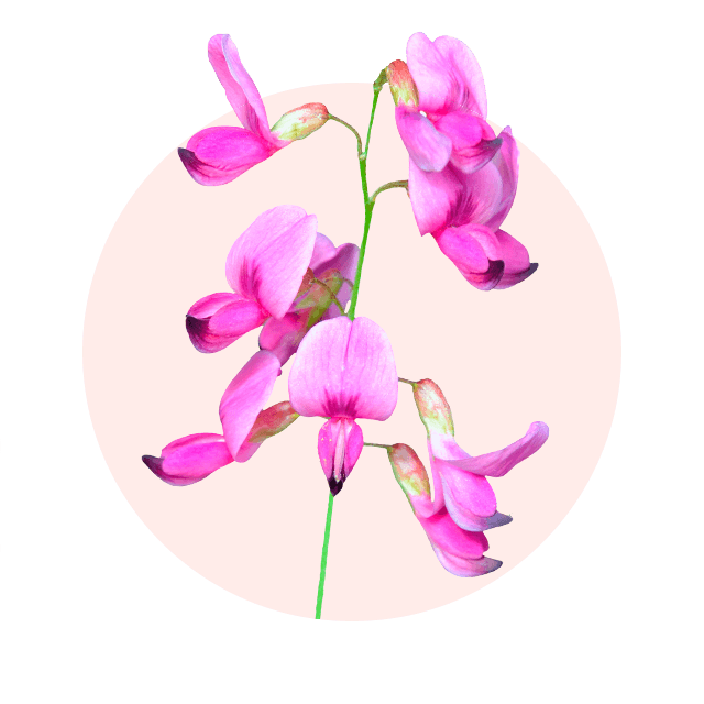 Rosa Blüten des Buschklee, eine zarte Oktober Blume und herbstlicher Wildblüher