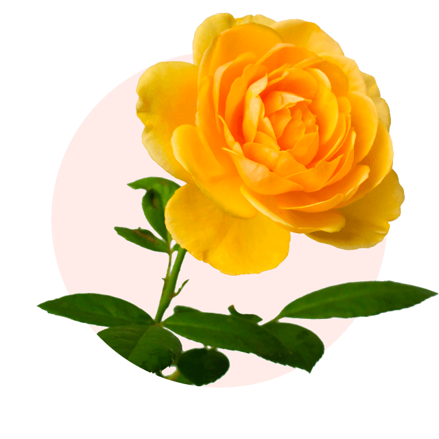 Gelbe Rose in voller Blüte, typische Oktober Blume und elegante Herbstsorte