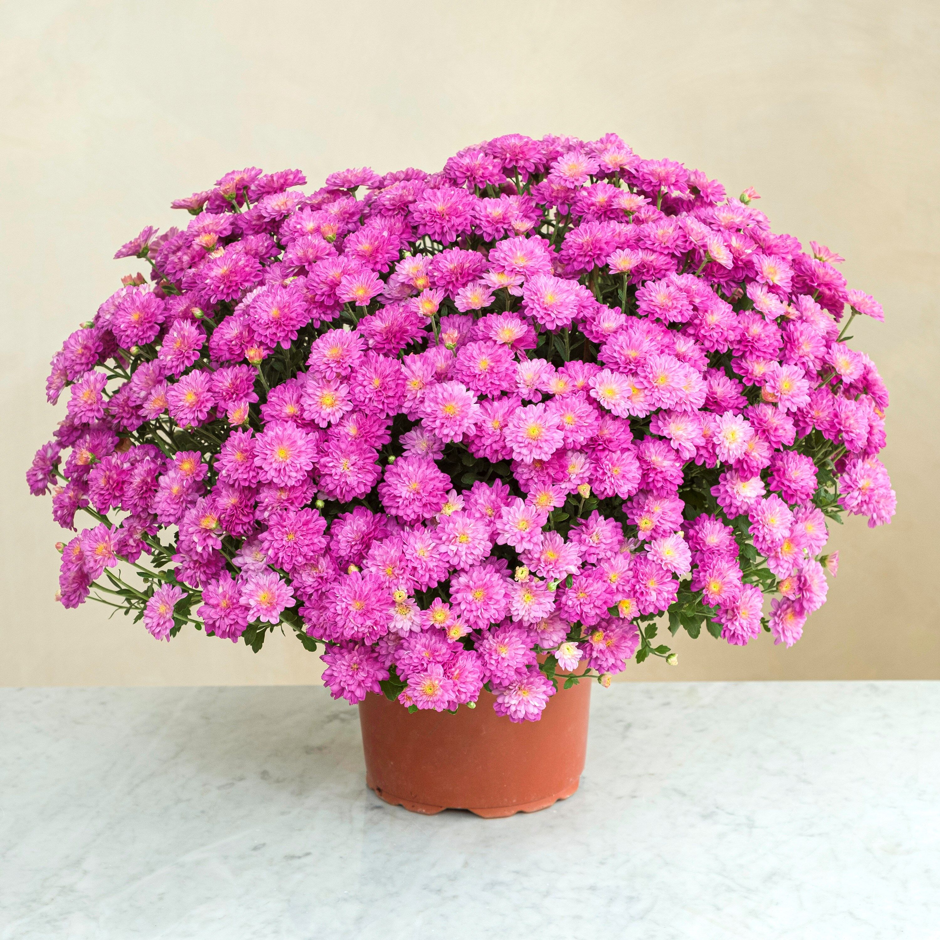 Chrysantheme rose Chrysantheme rose