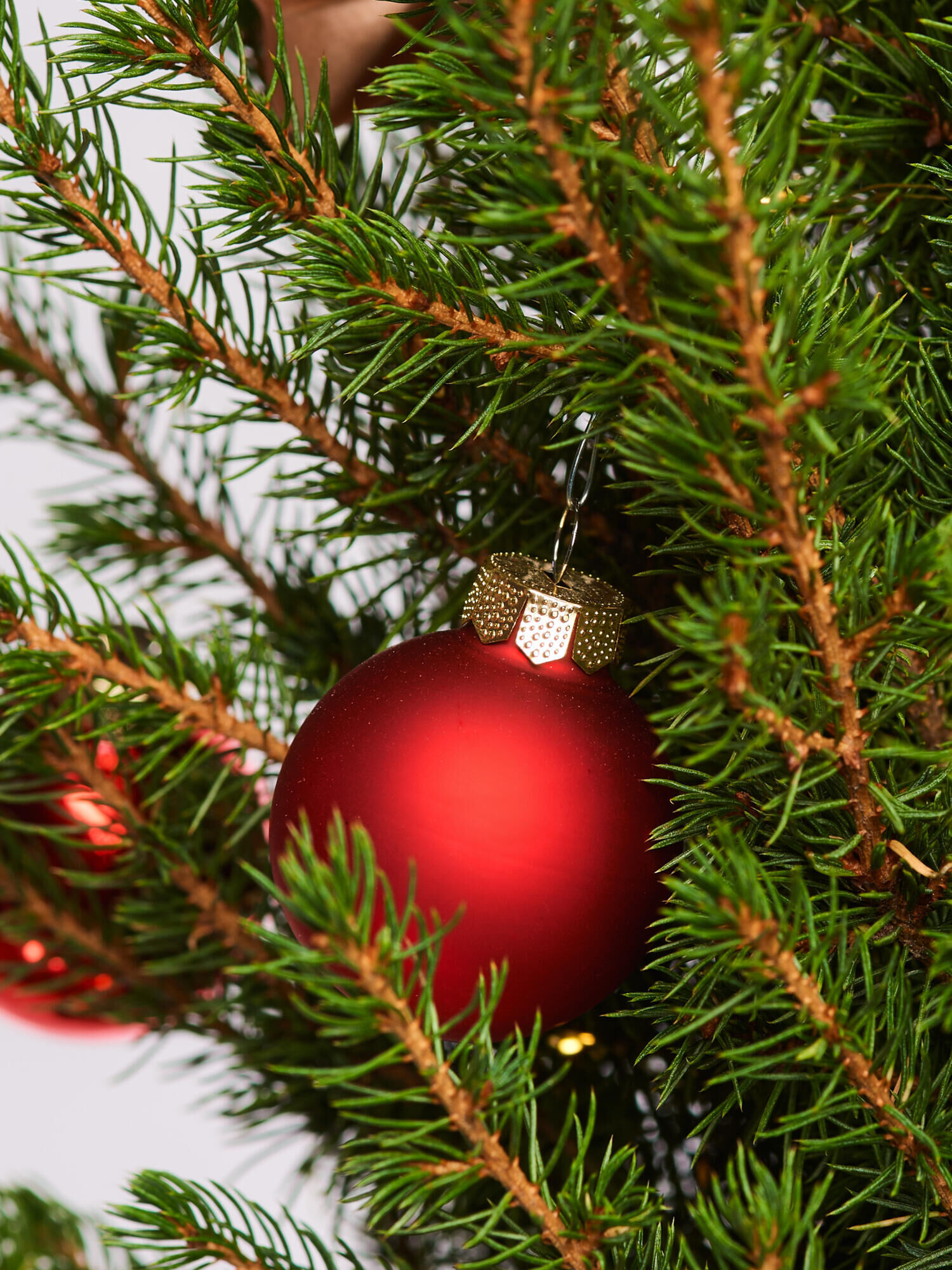 Weihnachtsglöckchen Weihnachtsglöckchen