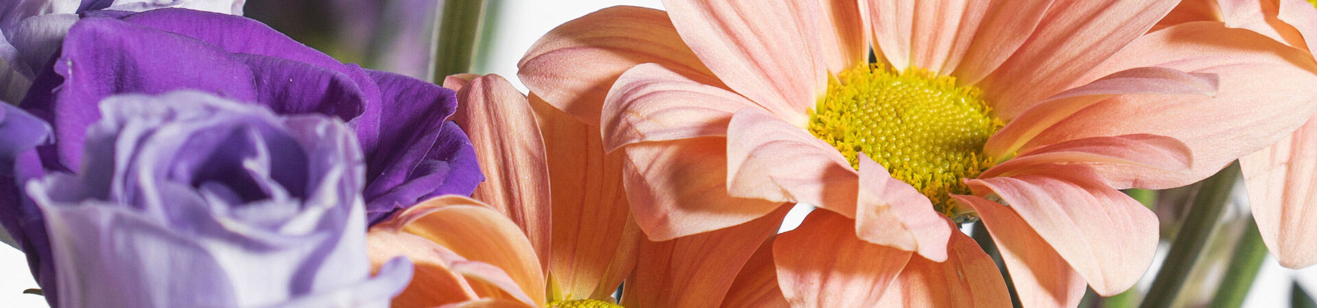 Lila Rose und Gerbera in Apricot