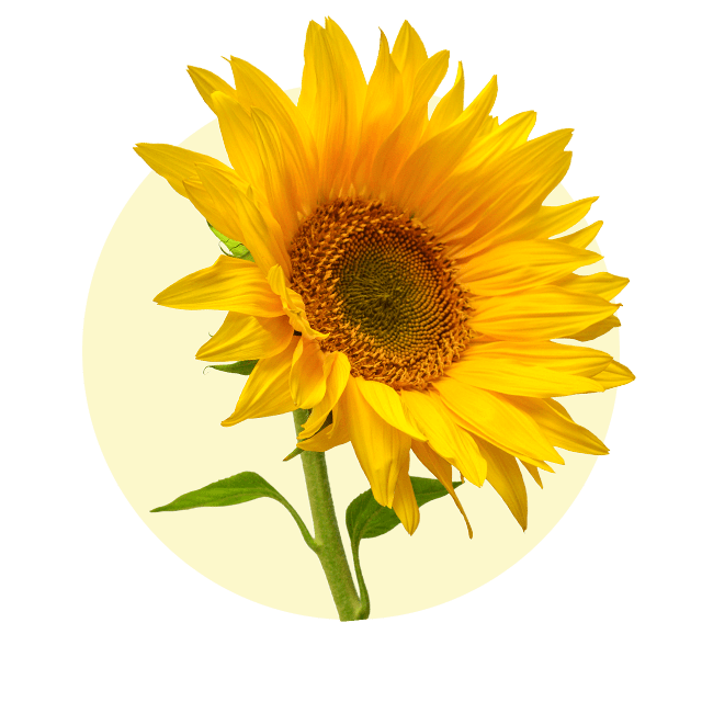 Große, gelbe Sonnenblume mit brauner Mitte vor hellem Hintergrund.