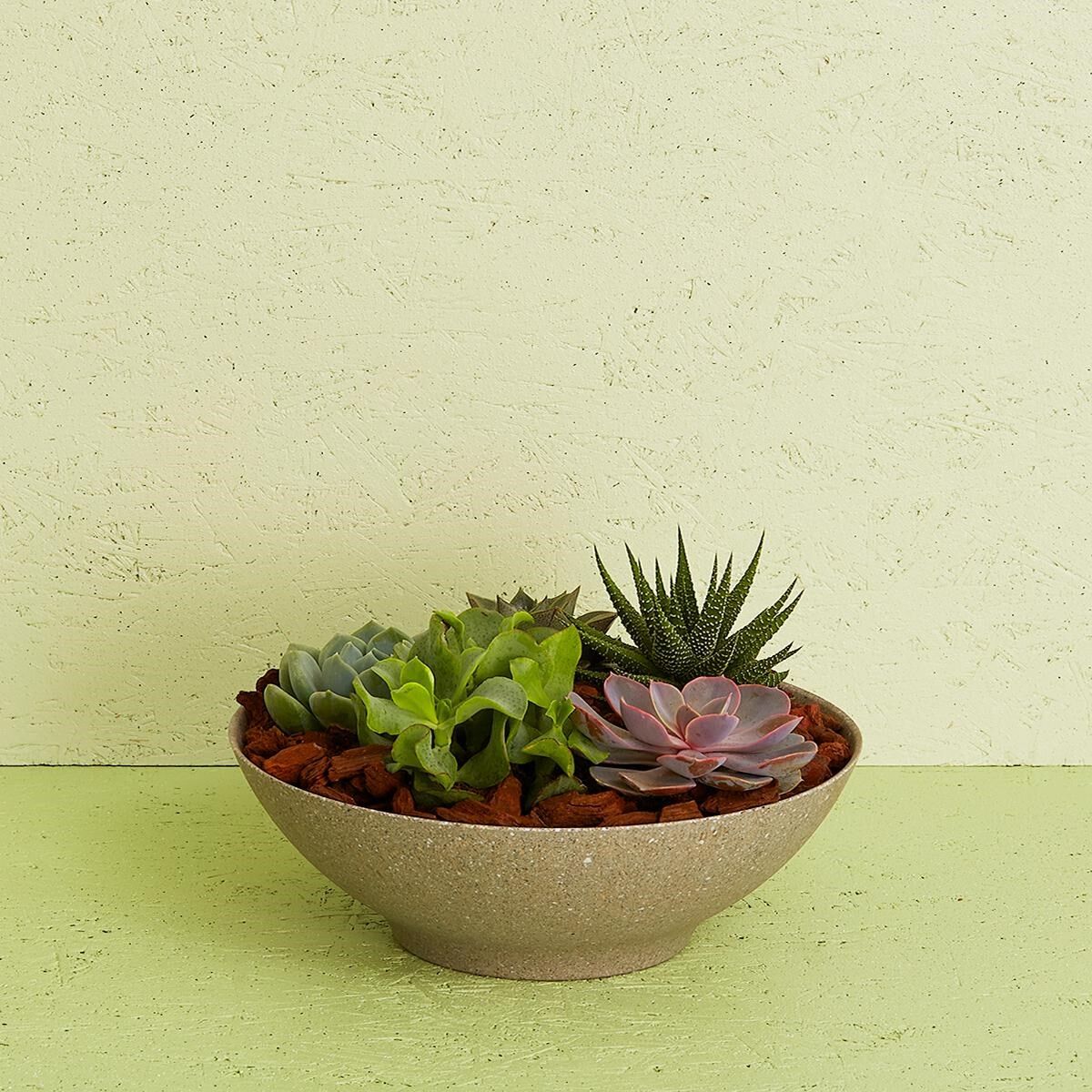 Succulent Arrangement