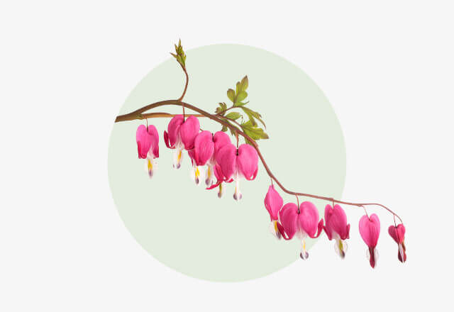 Tränendes Herz Zweig der Pflanze Tränendes Herz mit herzförmigen, pink-weißen Blüten an einem gebogenen Stiel.