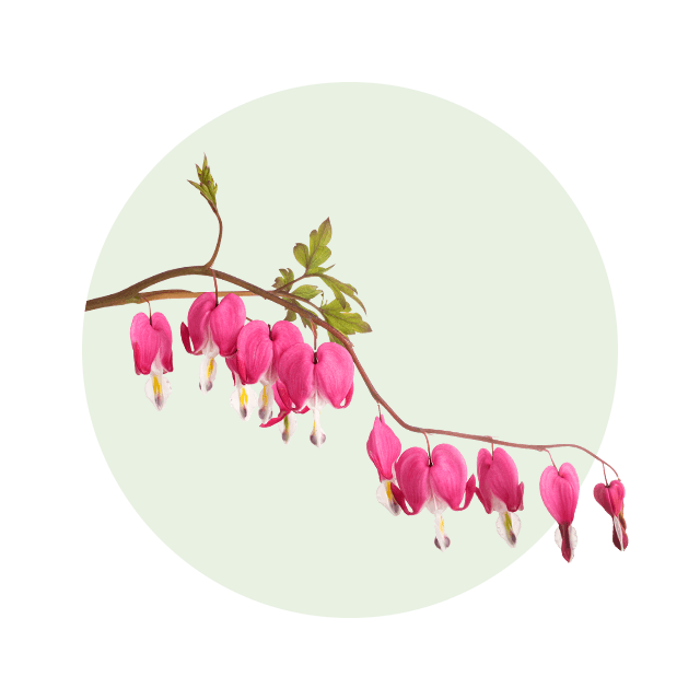 Tränendes Herz Zweig der Pflanze Tränendes Herz mit herzförmigen, pink-weißen Blüten an einem gebogenen Stiel.