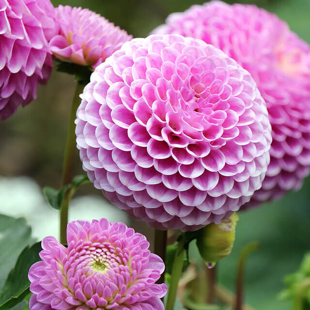 Runde, dicht gefüllte Pompon-Dahlie in zartem Pink mit symmetrisch angeordneten, kleinen Blütenblättern.