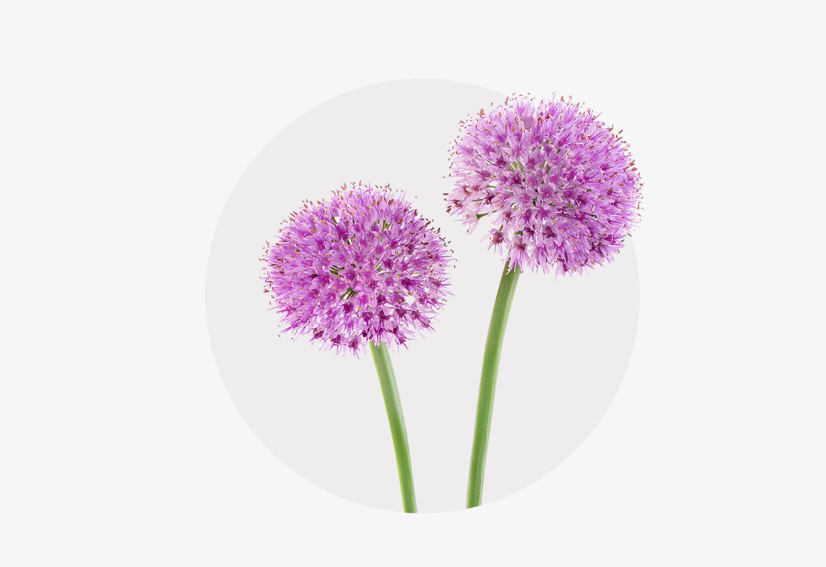 Allium Blüte