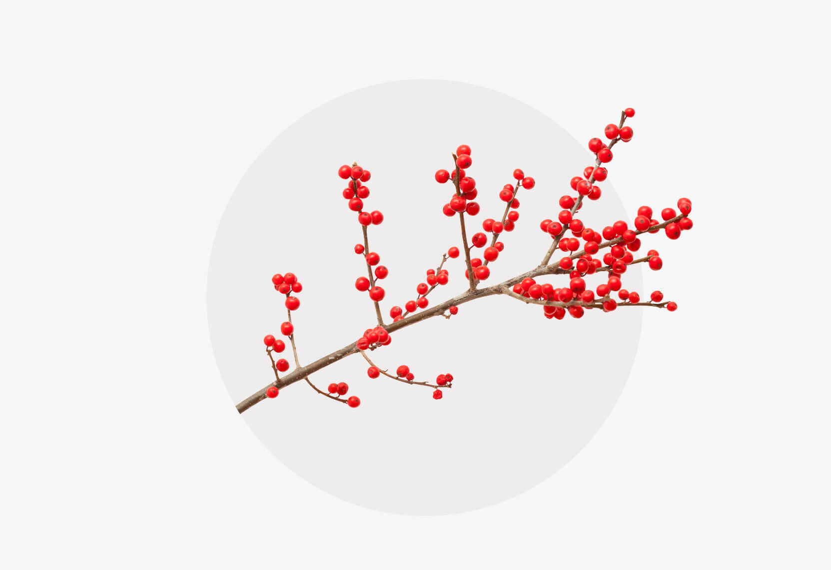 Ein einzelner Zweig der Stechpalme (Ilex) mit leuchtend roten Beeren vor einem minimalistischen Hintergrund, der einen dezenten weißen Kreis zeigt.