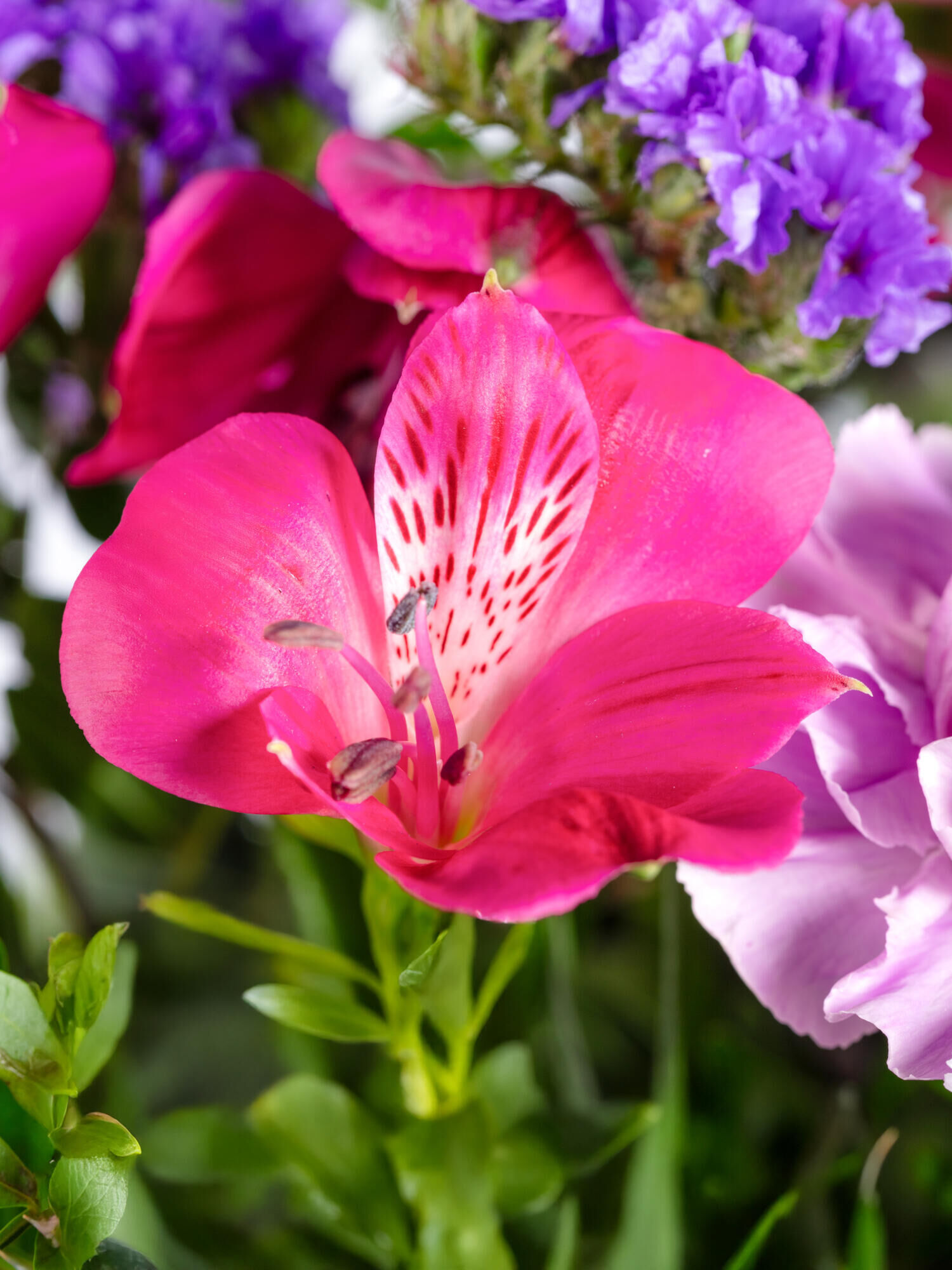 Strauß der Woche - Hauptblüte: Alstromerien, Nelken - Hauptfarbe: Rosa, Violett