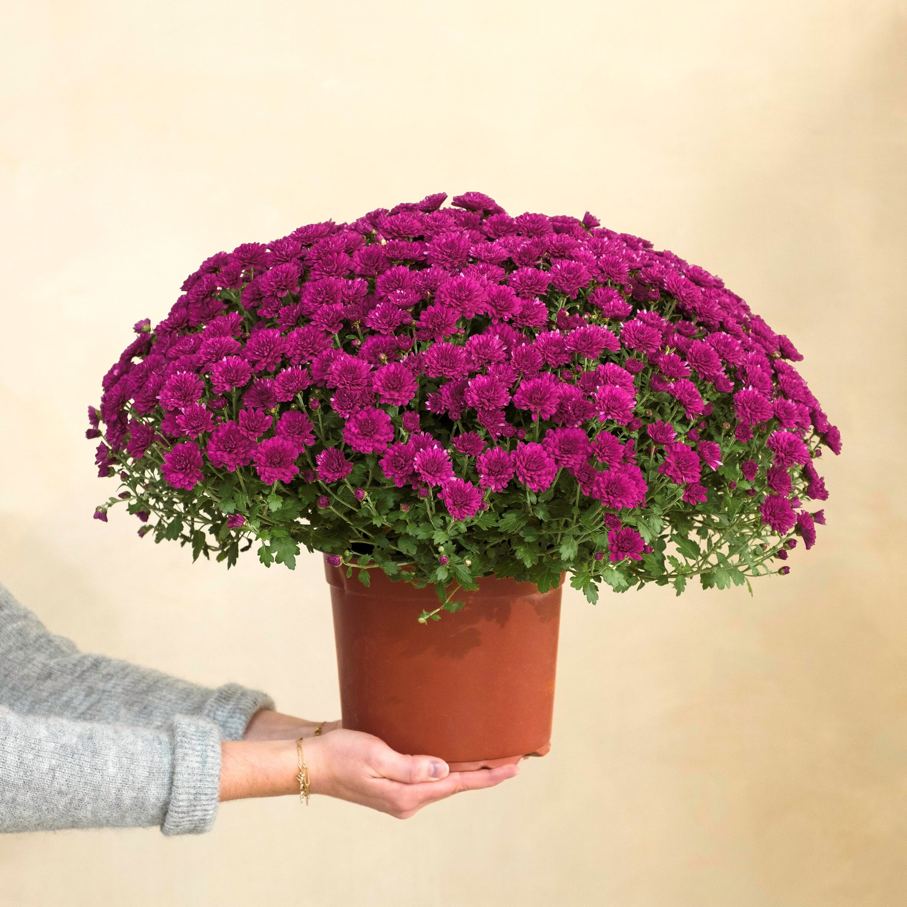 Chrysantheme mauve Chrysantheme mauve