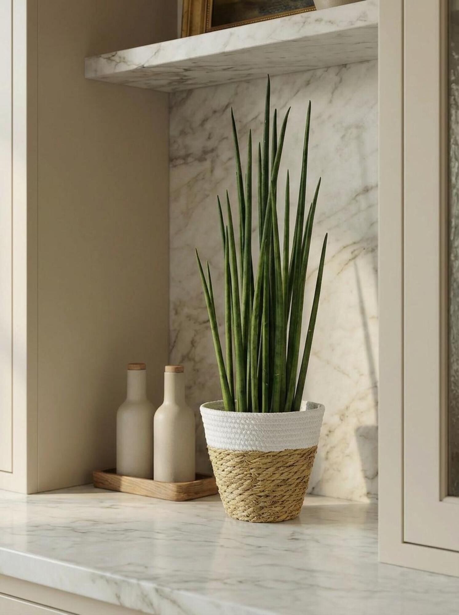 Sansevieria