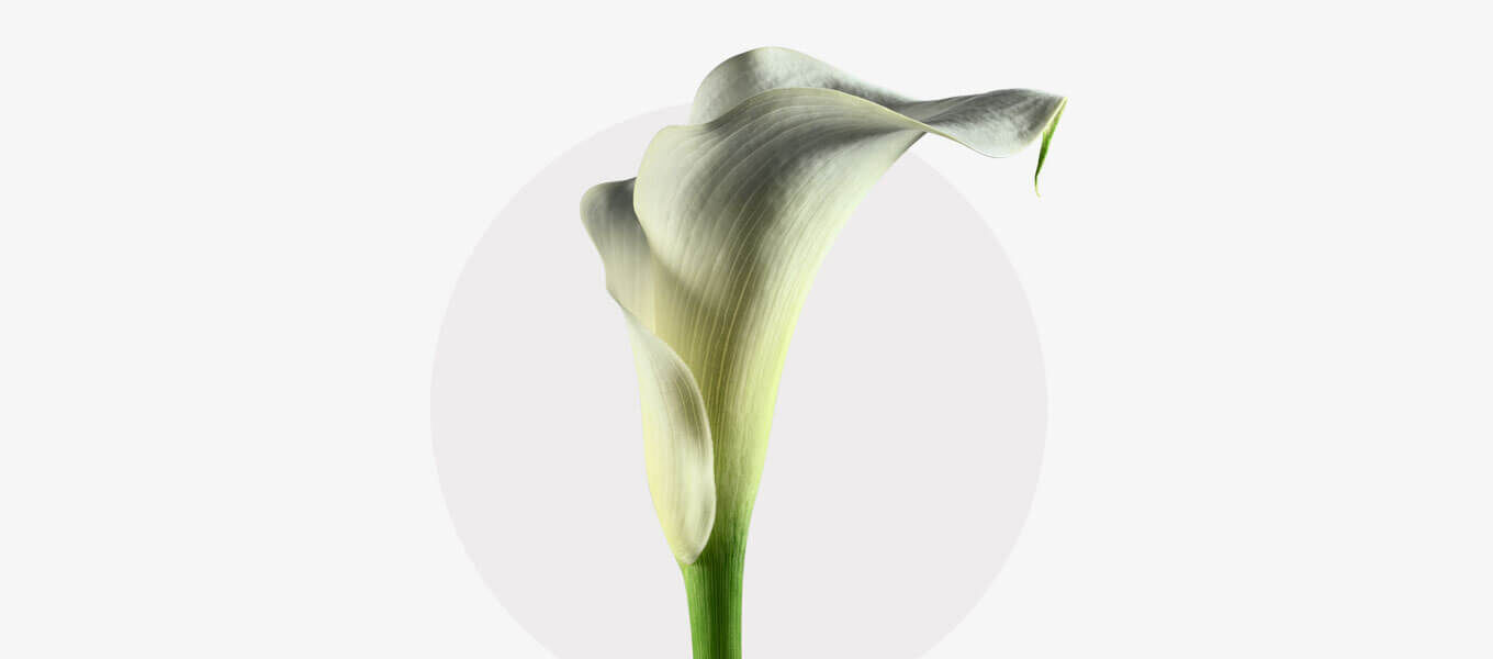  Ein elegantes weißes Calla-Lilienblüte mit einem grünen Stiel vor einem neutralen, kreisförmigen Hintergrund. Die Blütenblätter sind glatt und leicht gebogen, was der Blume ein schlichtes und doch raffiniertes Aussehen verleiht.