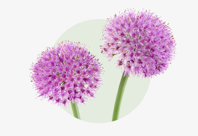 Allium Zwei kugelförmige, violette Zierlauchblüten mit feinen, sternförmigen Einzelblüten.