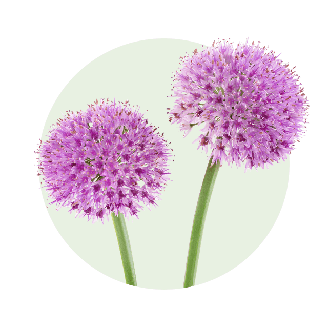 Allium Zwei kugelförmige, violette Zierlauchblüten mit feinen, sternförmigen Einzelblüten.