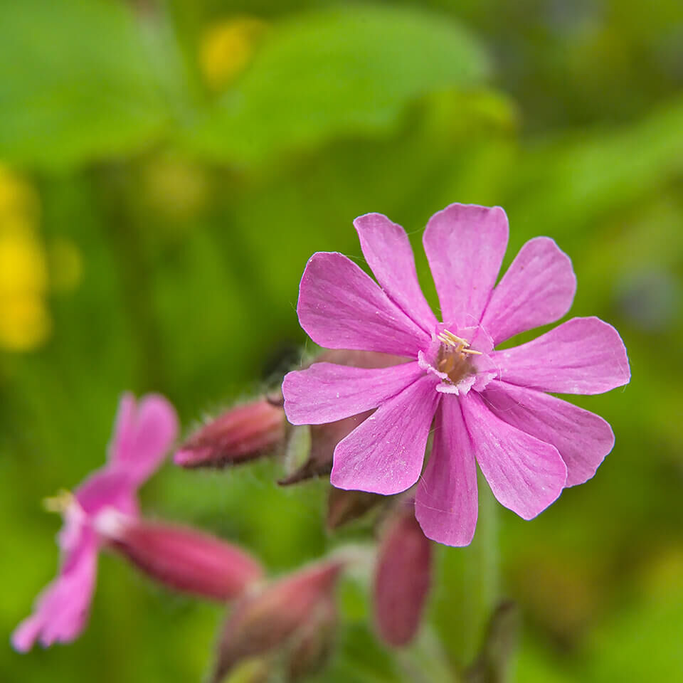 Rosafarbene Kartäusernelke mit schmalen, länglichen Blütenblättern – Wildblume mit natürlichem Charakter im Grünen.