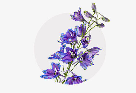 Ein blauer Rittersporn-Zweig mit zahlreichen geöffneten Blüten vor einem weißen Hintergrund mit leichtem grauen Kreis – die filigranen, intensiv violett-blauen Blüten sind detailreich dargestellt.