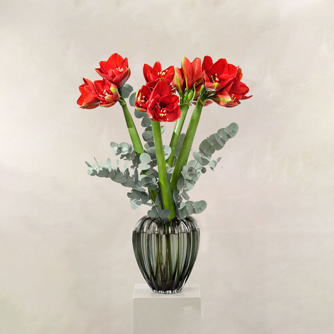 Joyful Amaryllis