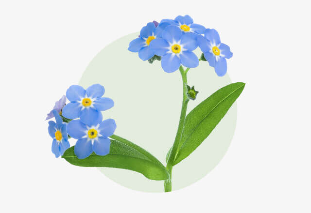 Vergissmeinnicht Zarter Zweig mit kleinen, himmelblauen Vergissmeinnicht-Blüten und gelbem Zentrum.