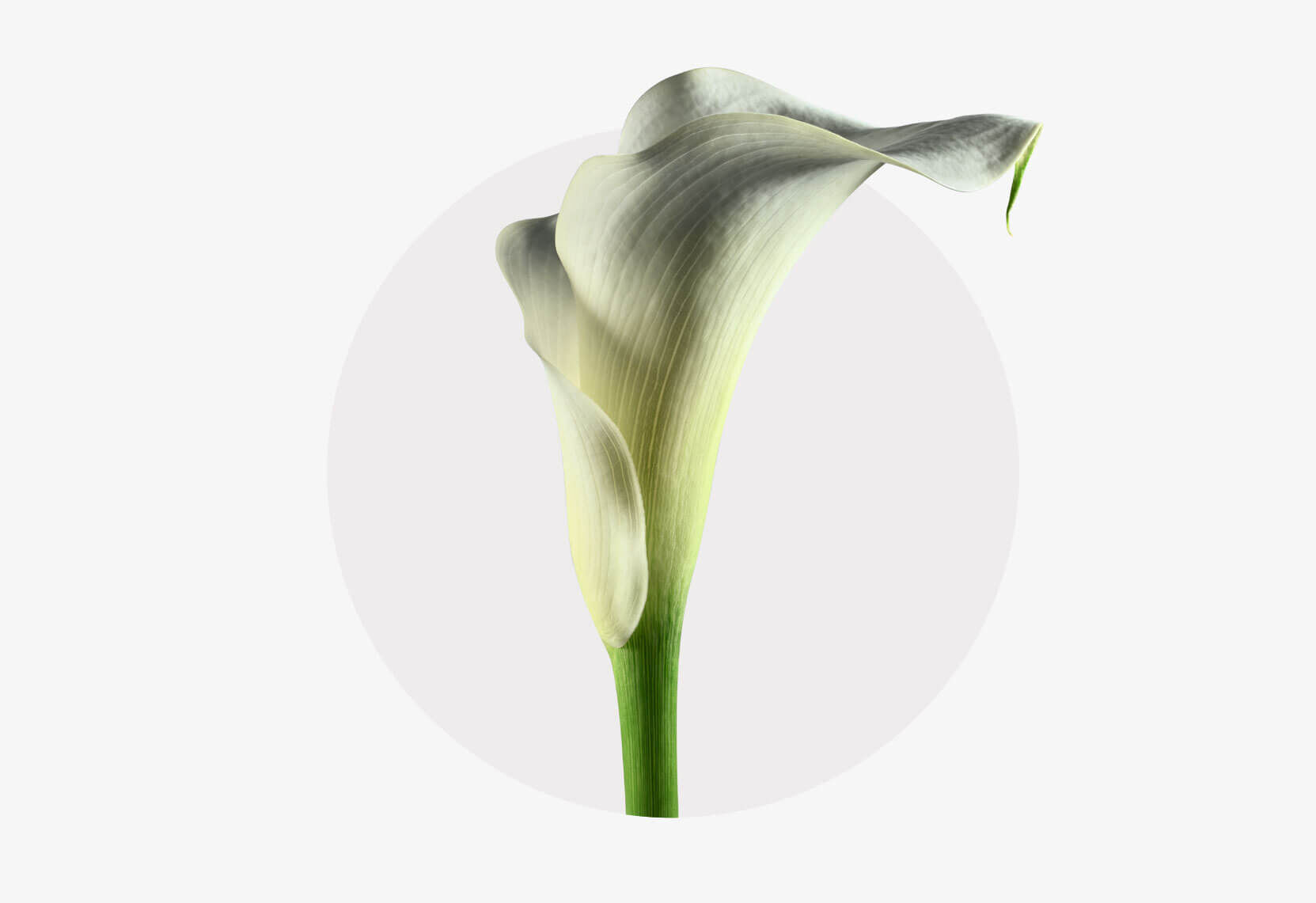  Ein elegantes weißes Calla-Lilienblüte mit einem grünen Stiel vor einem neutralen, kreisförmigen Hintergrund. Die Blütenblätter sind glatt und leicht gebogen, was der Blume ein schlichtes und doch raffiniertes Aussehen verleiht.