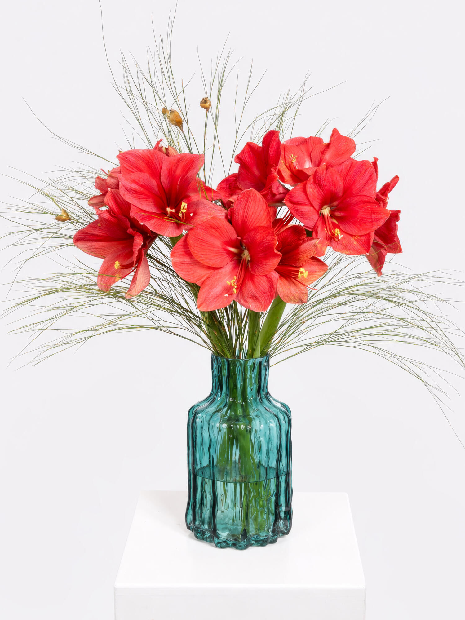 Pink Candy - Hauptblüte: Amaryllis - Hauptfarbe: Pink