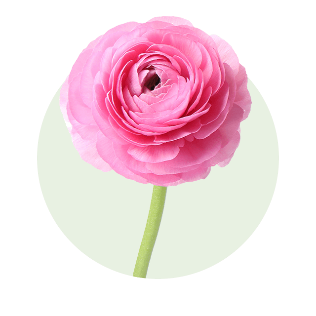 Ranunkel Einzelne pinkfarbene Ranunkel mit dicht gefüllten Blütenblättern vor hellem Hintergrund.