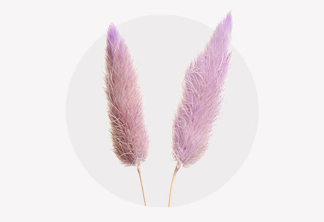 Zwei getrocknete, flauschige Blütenstände in zartem Rosa/Lila vor weißem Hintergrund.
