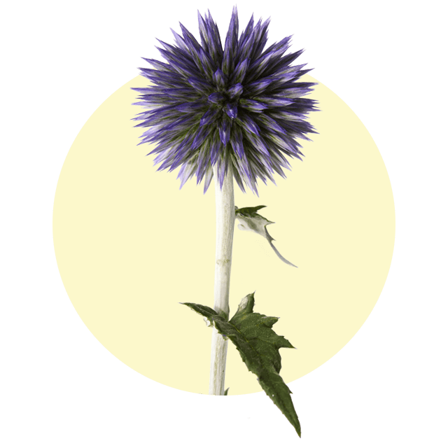 Runde, violett-blaue Kugeldistelblüte mit grünem Blatt vor hellem Hintergrund.