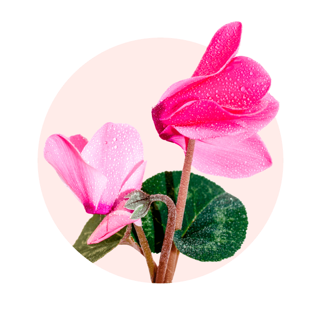 Pink blühendes Herbstalpenveilchen mit Tautropfen auf den Blüten, typische Oktober Blume und zarte Herbstpflanze
