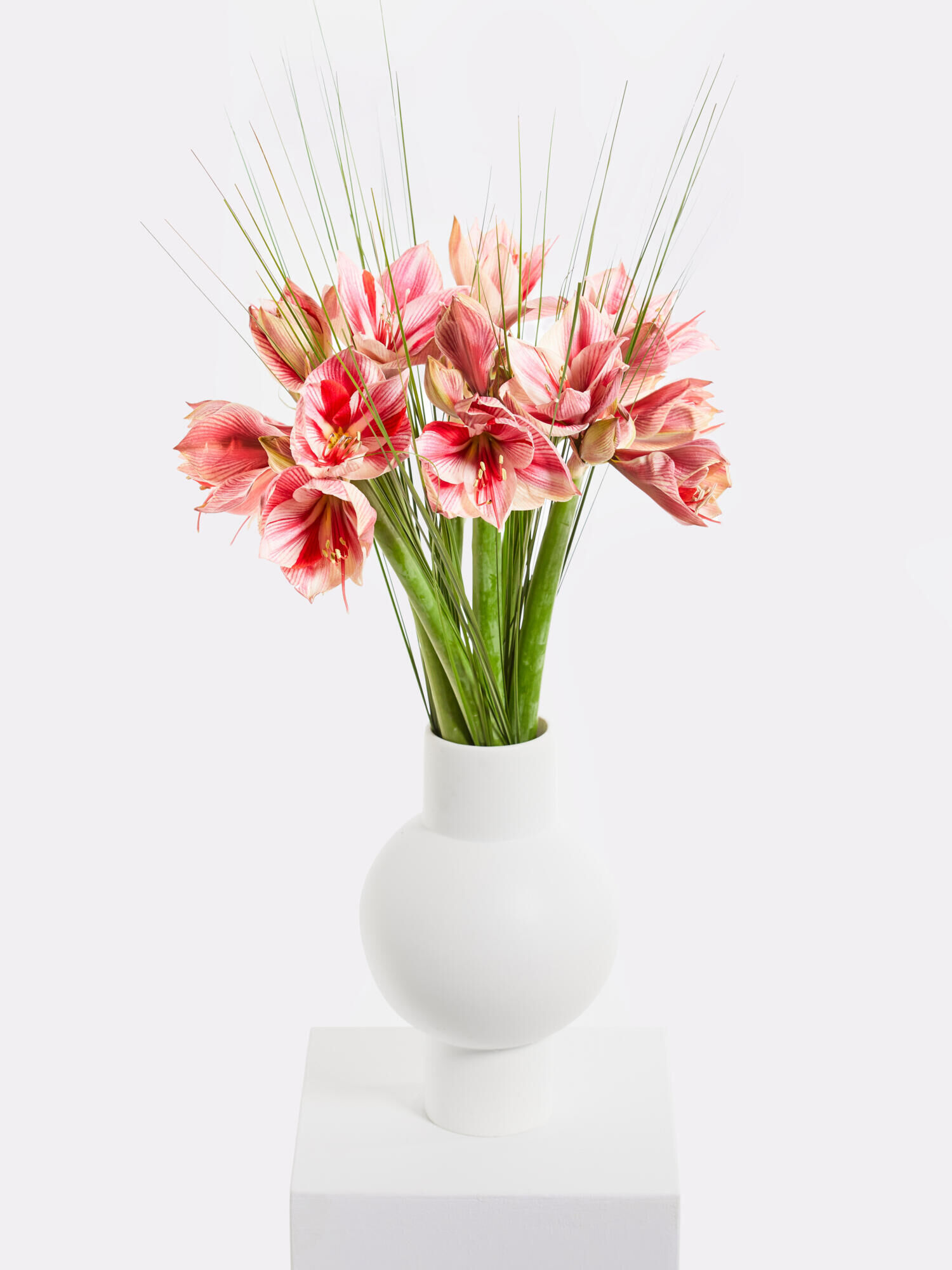 Winter Delights - Main Colors: PINK, ROSE - Main Flowers: AMARYLLIS