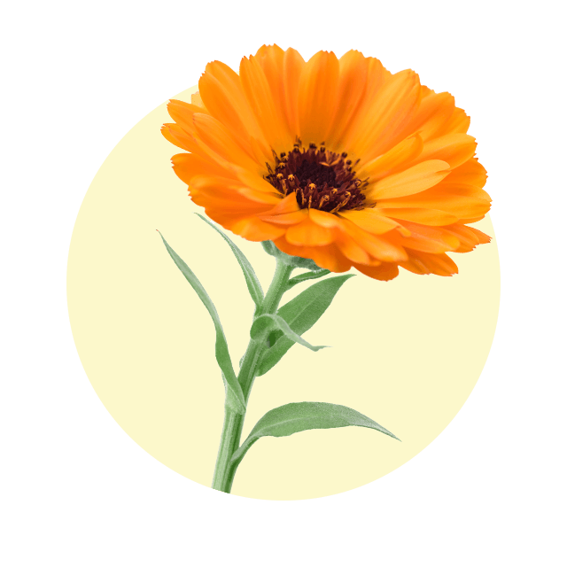 Einzelne, leuchtend orangefarbene Ringelblume mit dunkler Blütenmitte vor hellem Hintergrund.